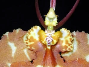 Bild von Psychopsis papilio 7